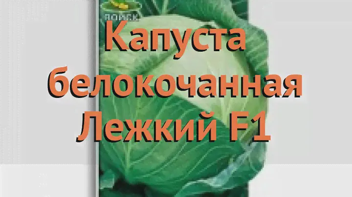 Капуста белокочанная Лежкий F1 (lezhkiy f1 lezhkiy f1) 🌿 обзор: как сажать, семена капусты Лежкий F1