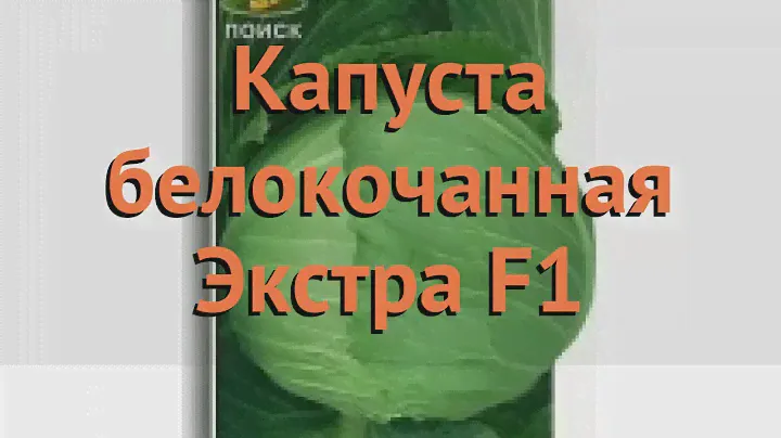 Капуста белокочанная Экстра F1 (ekstra-f1 ekstra-f1) 🌿 обзор: как сажать, семена капусты Экстра F1