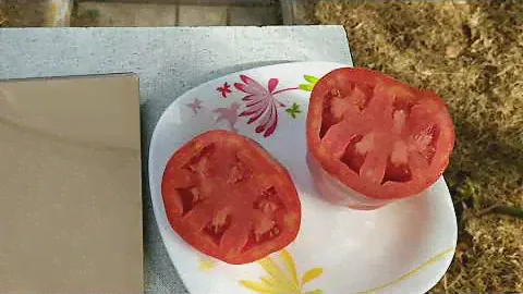 томаты :Корнабель, Царское искушение, Позано. Что стоит сеять обязательно?